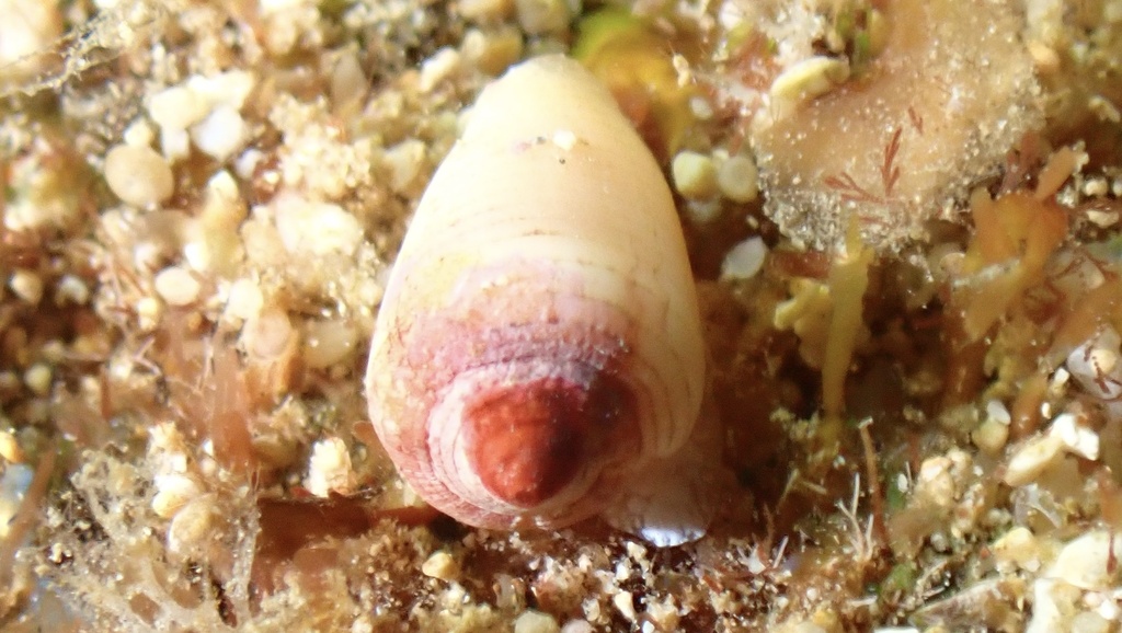 Imbricariopsis punctata