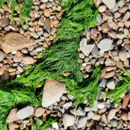 Thread Weed (Ulva compressa)