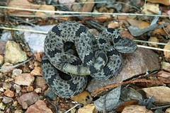 Crotalus lepidus klauberi