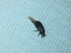 Aphodius
