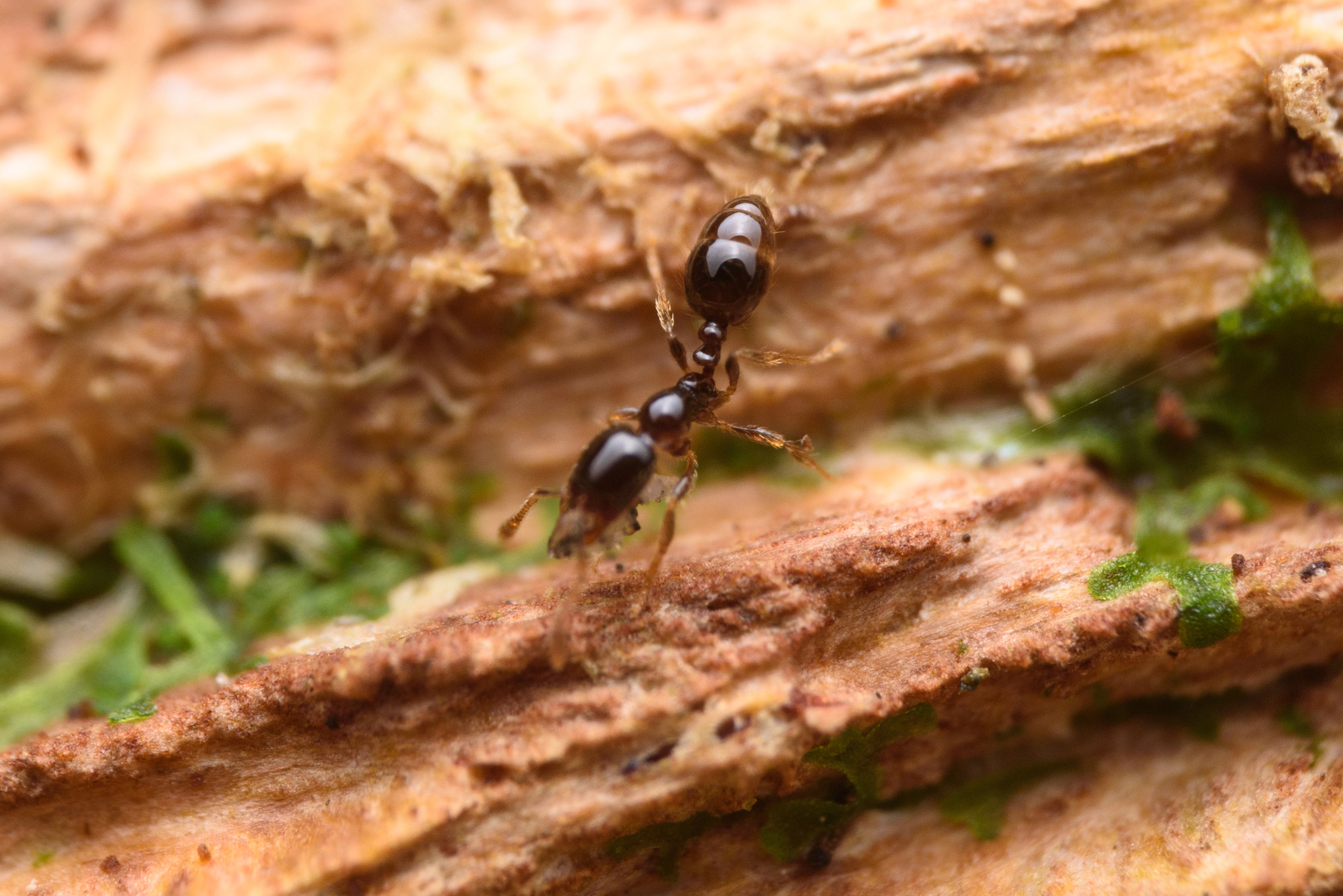 Solenopsis mameti