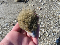 Ectopleura crocea