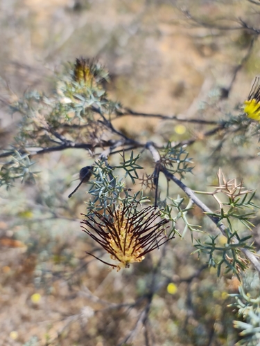 Image of Grevillea armigera by (c) Belinda Forbes, some rights reserved (CC BY)