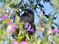 Colius striatus minor