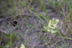 Bombus mckayi