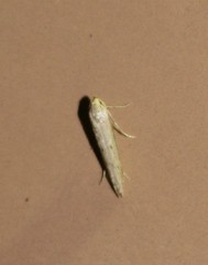 Haplochrois bipunctella