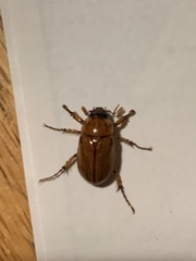 Cyclocephala pasadenae