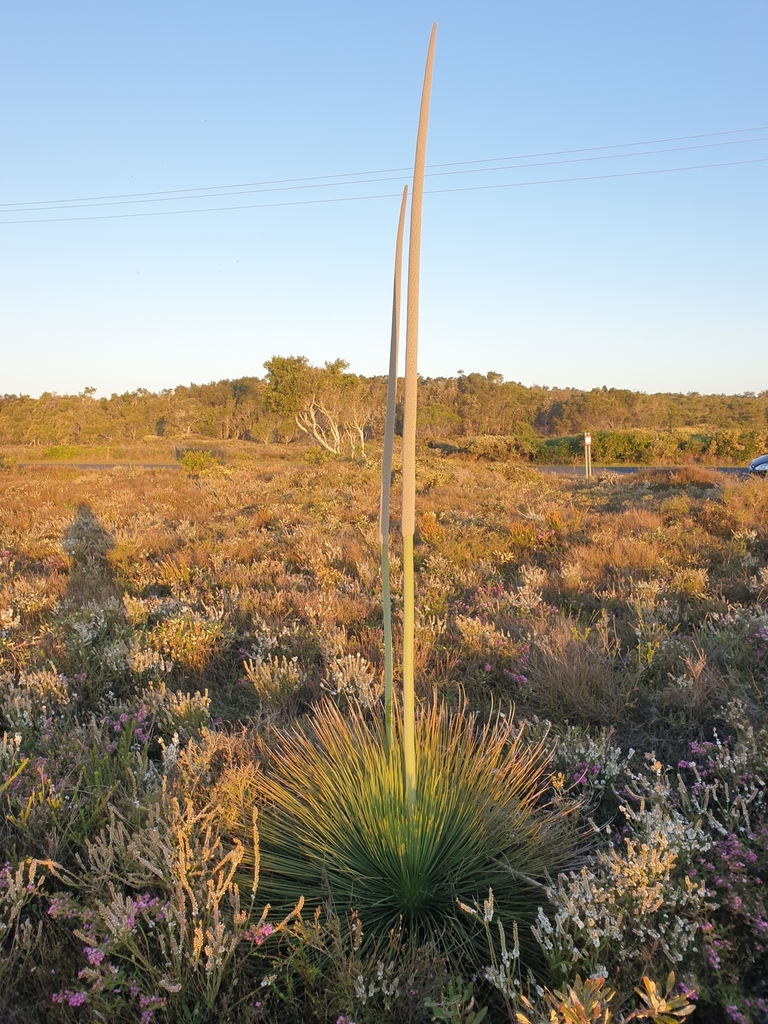 swamp grasstree