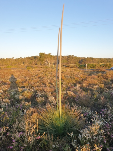 Xanthorrhoea fulva (A.T.Lee) D.J.Bedford