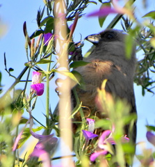 Colius striatus minor