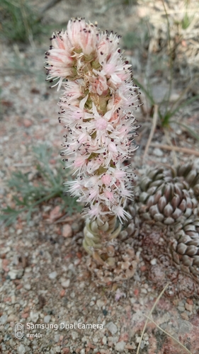 Orostachys libanotica (L.) Fisch. 2
