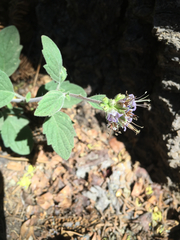 Phacelia hydrophylloides