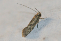 Amydria effrenatella