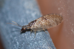 Sympherobius barberi