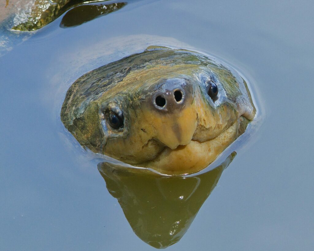 Geoemydinae