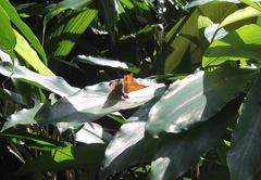 Vindula dejone erotella