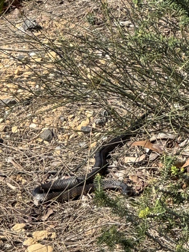 Tiger Snake sighting