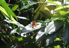 Vindula dejone erotella