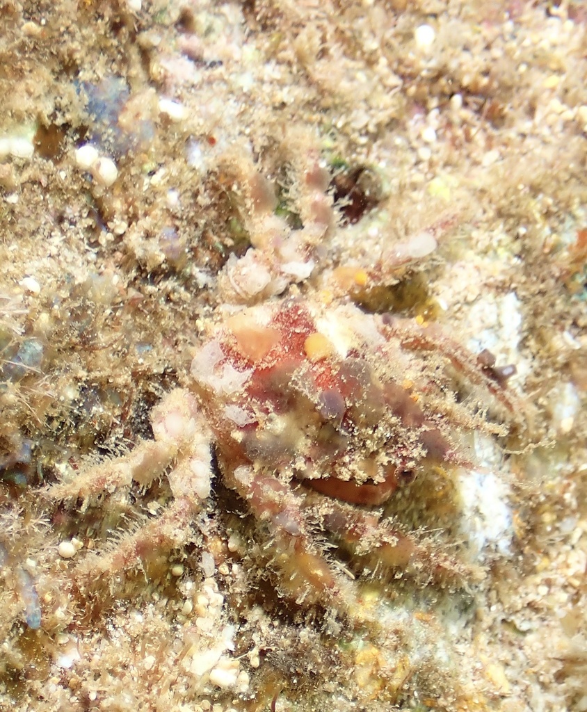 Hilo collector crab