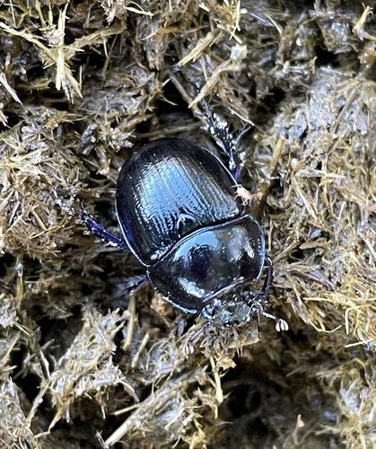 Woodland Dor Beetle, Nationaal Park Veluwezoom, Rheden, Gelderland, NL, photo 8 of 10