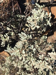 Senna artemisioides helmsii