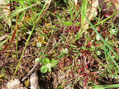 Image of Moenchia erecta by (c) Elspeth Swan, some rights reserved (CC BY)