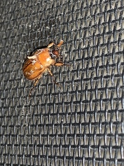 Cyclocephala pasadenae