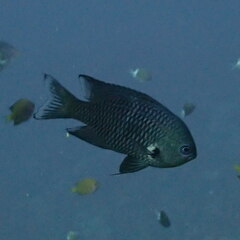 Blackray Damselfish photo 5
