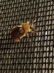 Cyclocephala pasadenae