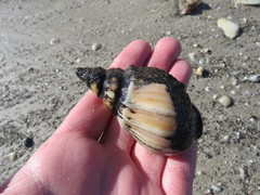 Buccinanops cochlidium