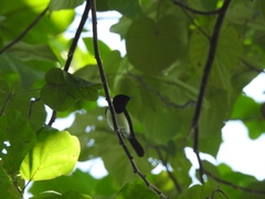 Myiagra ferrocyanea