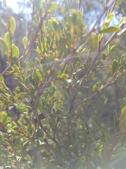 Leptospermum coriaceum