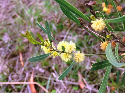 Image of Acacia stricta by (c) Elspeth Swan, some rights reserved (CC BY)