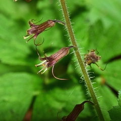 Tolmiea diplomenziesii