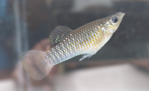 Short-finned molly (Poecilia sphenops) — Poeciliidae — 4
