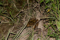 Leptodactylus macrosternum