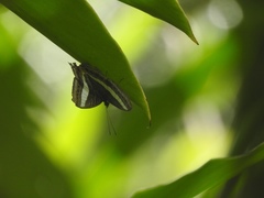 Cyrestis acilia
