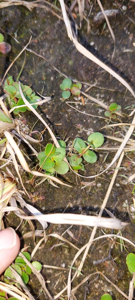 creeping raspwort from Clarence Valley Bal, AU-NS, AU on September 22 ...