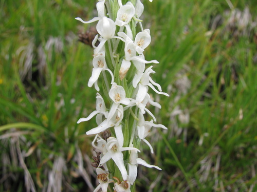 white bog orchid