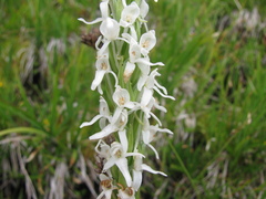 Platanthera dilatata leucostachys