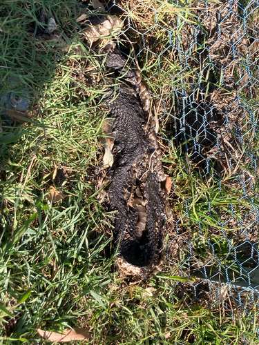 Red-bellied Black Snake sighting