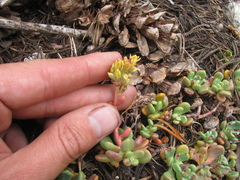 Sedum obtusatum