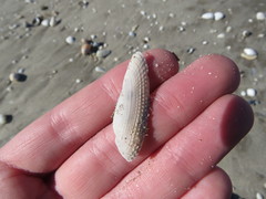 Cyrtopleura lanceolata