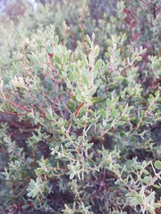 Acacia brachybotrya