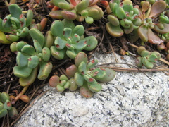 Sedum obtusatum