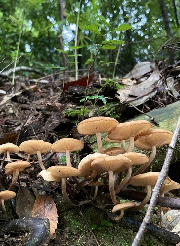 Desarmillaria tabescens