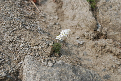 Draba ussuriensis