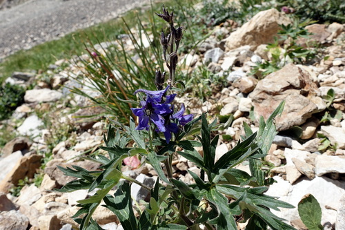 Dasante Blue (Delphinium dubium)