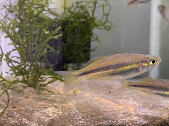 Utchee Creek Rainbowfish photo 4