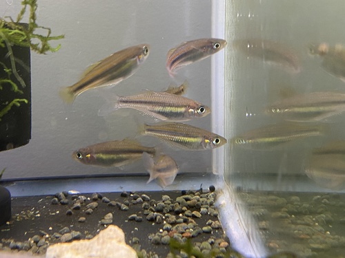 Utchee-regenboogvis (Melanotaenia utcheensis) — Melanotaeniidae — 3